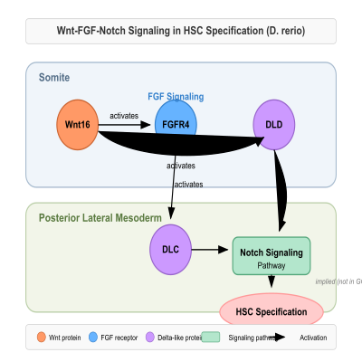 FIG-59dc728000000555-_Wnt_FGF_Notch_signaling_inregulation_of_HSC_specification_via_dlc__dld__fgfr4__wnt16__D__rerio_