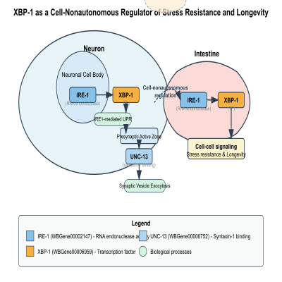 FIG-5b528b1100000489-XBP_1_is_a_cell_nonautonomous_regulator_of_stress_resistance_and_longevity