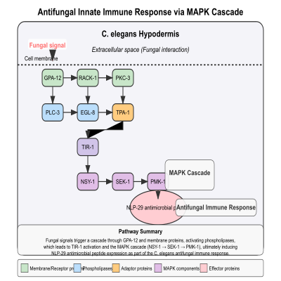 FIG-5b91dbd100002057-Antifungal_innate_immune_response_in_the_hypodermis_via_MAPK_cascade__C__elegans_