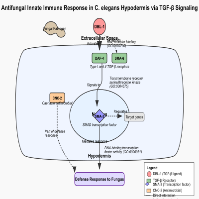 FIG-5b91dbd100002241-Antifungal_innate_immune_response_in_the_hypodermis_via_transforming_growth_factor_beta_receptor_signaling_pathway__C__elegans_