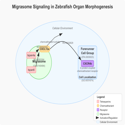 FIG-5ee8120100001898-Migrasome_signaling_involved_in_organ_morphogenesis_via_cxcl12a__cxcr4b__tspan4a__tspan7__D__rerio_
