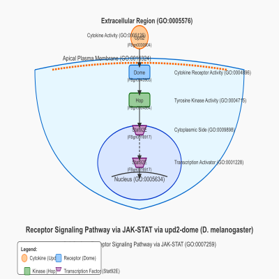 FIG-60ad85f700000110-receptor_signaling_pathway_via_JAK_STAT_via_upd2_dome__D_mel_
