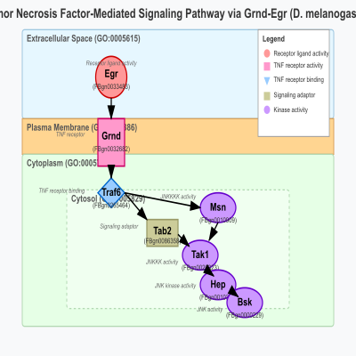FIG-60d5209a00000233-tumor_necrosis_factor_mediated_signaling_pathway_via_grnd_egr__D_mel_