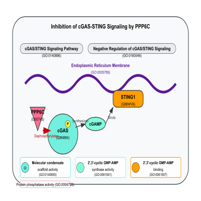 FIG-613aae0000000061-Inhibition_of_cGAS_STING_signaling_following_dephosphorylation_of_CGAS_by_PPP6C__Human_