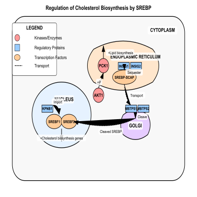 FIG-6205c24300000880-Regulation_of_cholesterol_biosynthesis_by_SREBP__SREBF1_and_SREBF2__and_retention_by_the_SREBP_SCAP_complex__Human_