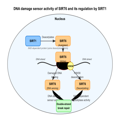 FIG-62183af000000536-DNA_damage_sensor_activity_of_SIRT6_and_its_regulation_by_SIRT1__Human_
