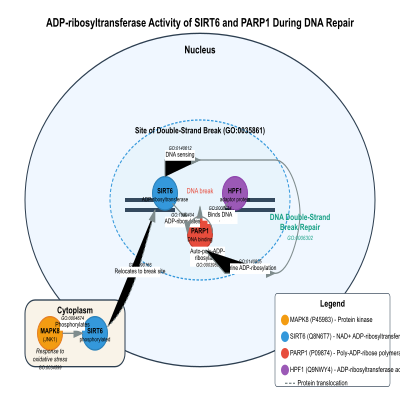 FIG-622aace900000522-ADP_ribosyltransferase_activity_of_SIRT6_and_ADP_ribosylation_of_PARP1_during_DNA_repair__Human_