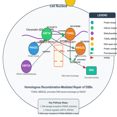 FIG-623d156d00000817-Role_of_TONSL_and_MMS22L__TONSL_MMS22L_complex__in_promoting_homologous_recombination_mediated_repair_of_DSBs__Human_