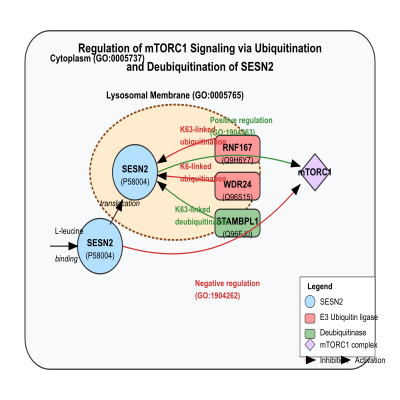FIG-6246724f00000283-Regulation_of_the_mTORC1_signaling_via_ubiquitination_and_deubiquitnation_of_SESN2_by_RNF167_and_STAMBPL1__Human_