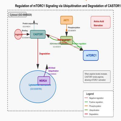 FIG-6246724f00000369-Regulation_of_the_mTORC1_signaling_via_ubiquitination_and_degradation_of_CASTOR1_by_RNF167__Human__