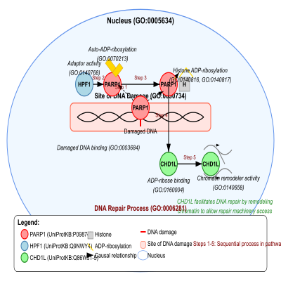 FIG-627d95ee00000775-ADP_ribosylation_of_histones_by_PARP1_leading_to_recruitment_of_CHD1L___Human_