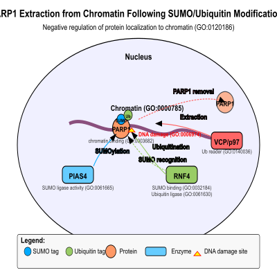 FIG-627d95ee00001139-Extraction_of_PARP1_trapped_to_chromatin_by_VCP_p97_following_sumoylation__by_PIAS4_and_ubiquitination_by_RNF4__Human_