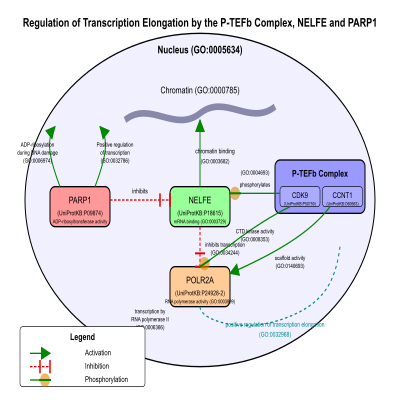 FIG-627d95ee00001242-Regulation_of_transcription_elongation_by_the_P_TEFb_complex__NELFE_and_PARP1__Human_