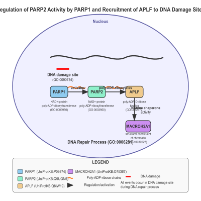 FIG-627d95ee00002067-Regulation_of_PARP2_activity_by_PARP1_and_recruitment_of_APLF_to_DNA_damage_sites__Human_