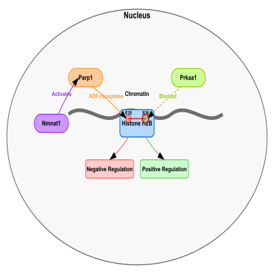 FIG-62900b6400000076-Histone_poly_ADP_ribosylation_of_histone_H2B_at_Glu_35_by_Parp1_that_prevents_phosphorylation_at_of_histone_H2B_at_Ser_36_by_Prkaa1__Mouse_