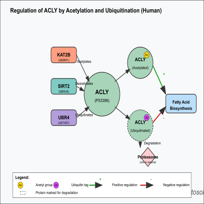 FIG-62900b6400000500-Regulation_of_ACLY_by_acetylation_by_PCAF_KAT2B_and_ubiquitination__by_UBR4___Human_