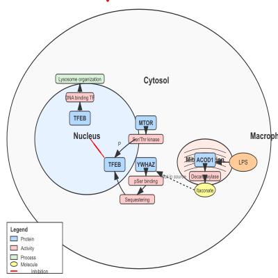 FIG-62900b6400001385-Lysosome_biogenesis_by_TFEB_and_regulation_of_cytoplasmic_retention_via_phosphorylation_by_MTOR_or_alkylation__Human_