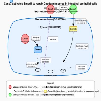 FIG-62900b6400002267-Casp7_activates_Smpd1_to_repair_Gasdermin_pores_in_intestinal_epithelial_cells___Mouse_