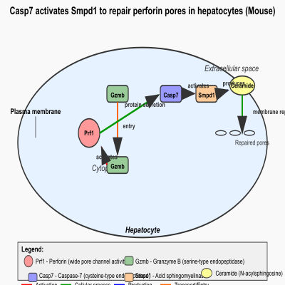 FIG-62900b6400002353-Casp7_activates_Smpd1_to_repair_perforin_pores_in_hepatocytes__Mouse_