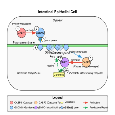 FIG-62b4ffe300000010-CASP7_activates_SMPD1_to_repair_Gasdermin_pores_in_intestinal_epithelial_cells__Human_