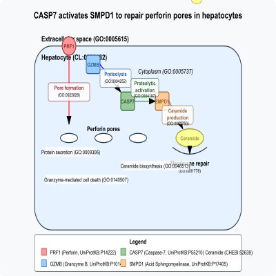 FIG-62b4ffe300000081-CASP7_activates_SMPD1_to_repair_perforin_pores_in_hepatocytes__Human_