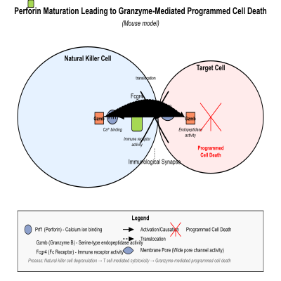 FIG-62b4ffe300000240-Perforin_maturation_leading_to_granzyme_mediated_programmed_cell_death_signaling_pathway__Mouse_