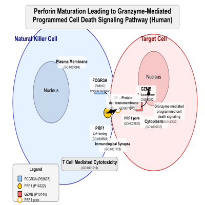 FIG-62b4ffe300000335-Perforin_maturation_leading_to_granzyme_mediated_programmed_cell_death_signaling_pathway__Human_