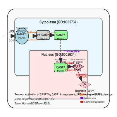 FIG-62b4ffe300001832-Activation_of_CASP7_by_CASP1_in_response_to_lipopolysaccharide__leading_to_cleavage_and_degradation_of_PARP1_by_CASP7__Human_