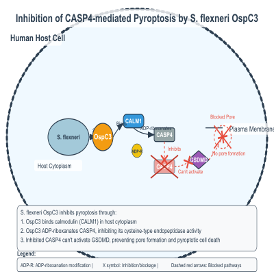 FIG-62b4ffe300002385-Arginine_ADP_riboxanation_of_CASP4__by__by_S_flexneri_OspC3_that_blocks_CASP4_activity_and_pyroptosis__Human_