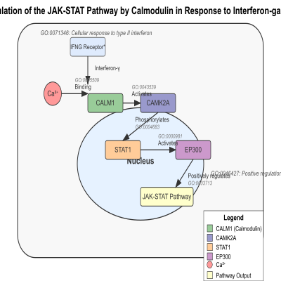 FIG-62b4ffe300004489-Regulation_of_the_JAK_STAT_pathway_by_calmodulin_in_response_to_interferon_gamma__Human_