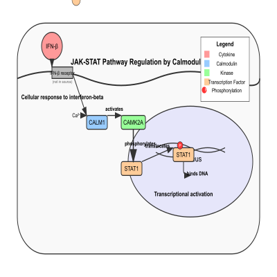 FIG-62b4ffe300004525-Regulation_of_the_JAK_STAT_pathway_by_calmodulin_in_response_to_interferon_beta__Human_