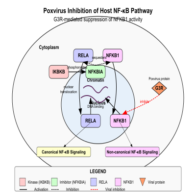 FIG-62b4ffe300005181-Poxvirus_OPG003_inhibition_of_host_NF_kappa_B_pathway_via_NFKB1__Human_Poxvirus__