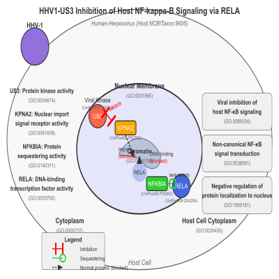 FIG-62b4ffe300005953-HHV1_US3_inhibition_of_host_NF_kappa_B_signaling_via_RELA__Human_Herpesvirus__