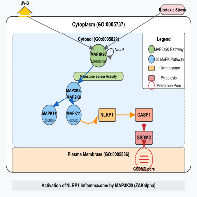 FIG-62e3212700001956-Activation_of_the_NLRP1_inflammasome_by_isoform_ZAKalpha_of_MAP3K20_in_response_to_UV_B_irradiation_and_ribotoxic_stress__Human_