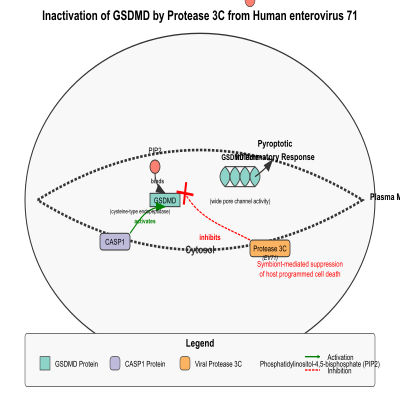 FIG-62f58d8800000011-Inactivation_of_GSDMD_by_Protease_3C_from__Human_enterovirus_71__EV71___Human_