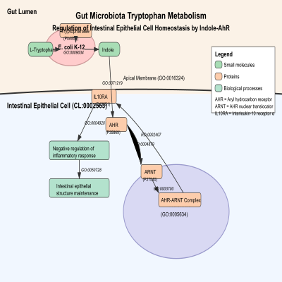 FIG-62f58d8800001680-Gut_Microbiota_tryptophan_metabolism__Regulation_of_intestinal_epithelial_cell_homesotasis_by_Indole_AhR__Human_E_coli_