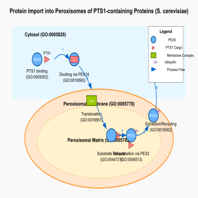 FIG-62f58d8800002367-Protein_import_into_peroxisomes__of_PTS1_containing_proteins_by_the_PEX5_receptor__and_recycling_of_the_PEX5_receptor__S_cerevisiae_