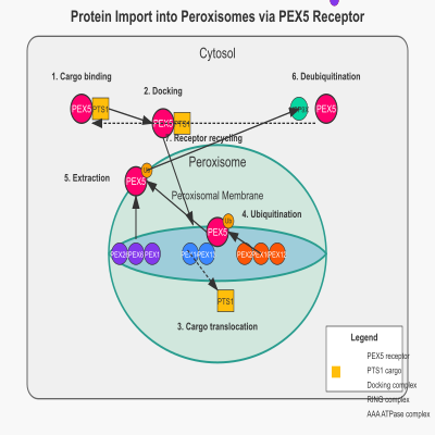FIG-62f58d8800002485-Protein_import_into_peroxisomes__of_PTS1_containing_proteins_by_the_PEX5_receptor__and_recycling_of_the_PEX5_receptor__Human_