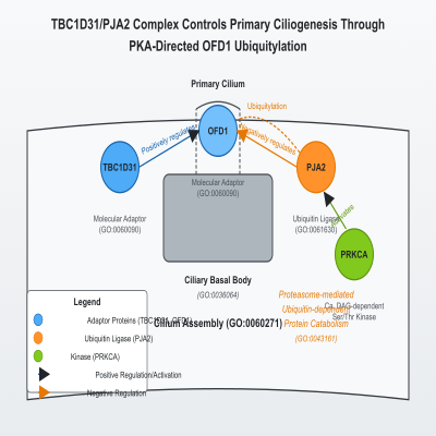 FIG-62f58d8800004946-TBC1D31_PJA2_complex_controls_primary_ciliogenesis_through_PKA_directed_OFD1_ubiquitylation__Human__
