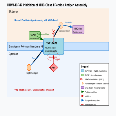 FIG-62f58d8800005854-HHV1_ICP47_inhibition_of_MHC_class_I_peptide_antigen_assembly_via_TAP1_TAP2__Human_Herpesvirus__