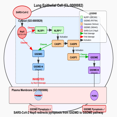 FIG-62f58d8800006929-Cleavage_of_NLRP1and_GSDMD_by_SARS_CoV_2_protease_Nsp5__leading_to_inhibition_of_GSDMD_mediated_pyroptosis_and_concomitant__initiation_of_GSDME_mediated_pyroptosis_in_lung_epithelial_cells__Human_and_SARS_CoV_2_