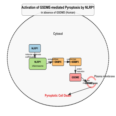FIG-62f58d8800007064-Activation_of_GSDME__mediated_pyroptosis_by_NLRP1_in_absence_of_GSDMD__Human_