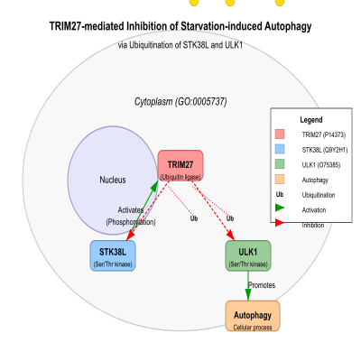 FIG-633b013300001722-TRIM27_mediated_inhibition_of_starvation_induced_autophagy_via_ubiquitination_of_STK38L_and_ULK1__Human_