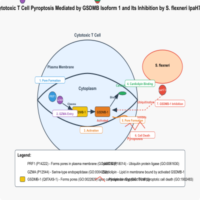 FIG-6348a65d00000661-Cytotoxic_T_cell_pyroptosis_mediated_by_GSDMB_isoform_1_in_response_to_infection_by_Gram_negative_bacteria_and_its_inhibition_by_S_flexneri_IpaH7_8__Human_and_S_flexneri_