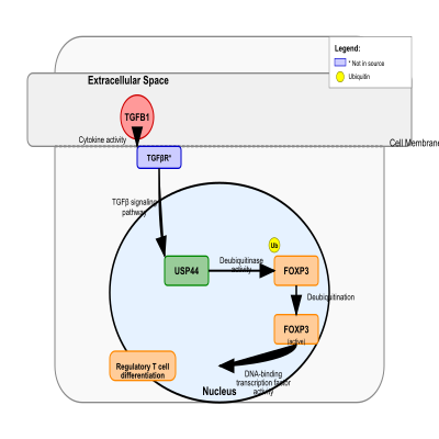 FIG-6348a65d00002174-USP44_mediated_FOXP3_deubiquitination_leading_to_regulatory_T_cell_differentiation__Human_