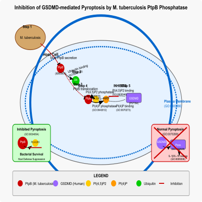 FIG-635b1e3e00002003-Inhibition_of_GSDMD_mediated_pyroptosis_by_M_tuberculosis_PtpB_phosphatase_that_alters_membrane_phospholipid_composition__Human_and_M_tuberculosis_