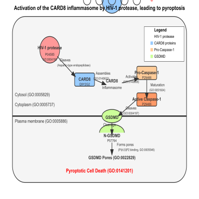 FIG-639bc18f00000693-Activation_of_the_CARD8_inflammasome_by_HIV_1_protease___leading_to_pyroptosis__Human_