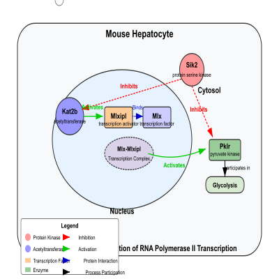 FIG-63a86a8600000221-positive_regulation_of_transcription_from_RNA_polymerase_II_promoter_by_glucose_1__Mouse_