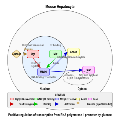 FIG-63a86a8600000805-Positive_regulation_of_transcription_from_RNA_polymerase_II_promoter_by_glucose_3__Mouse_