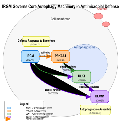 FIG-63c0ac2b00000267-IRGM_governs_the_core_autophagy_machinery_to_conduct_antimicrobial_defense__Human_
